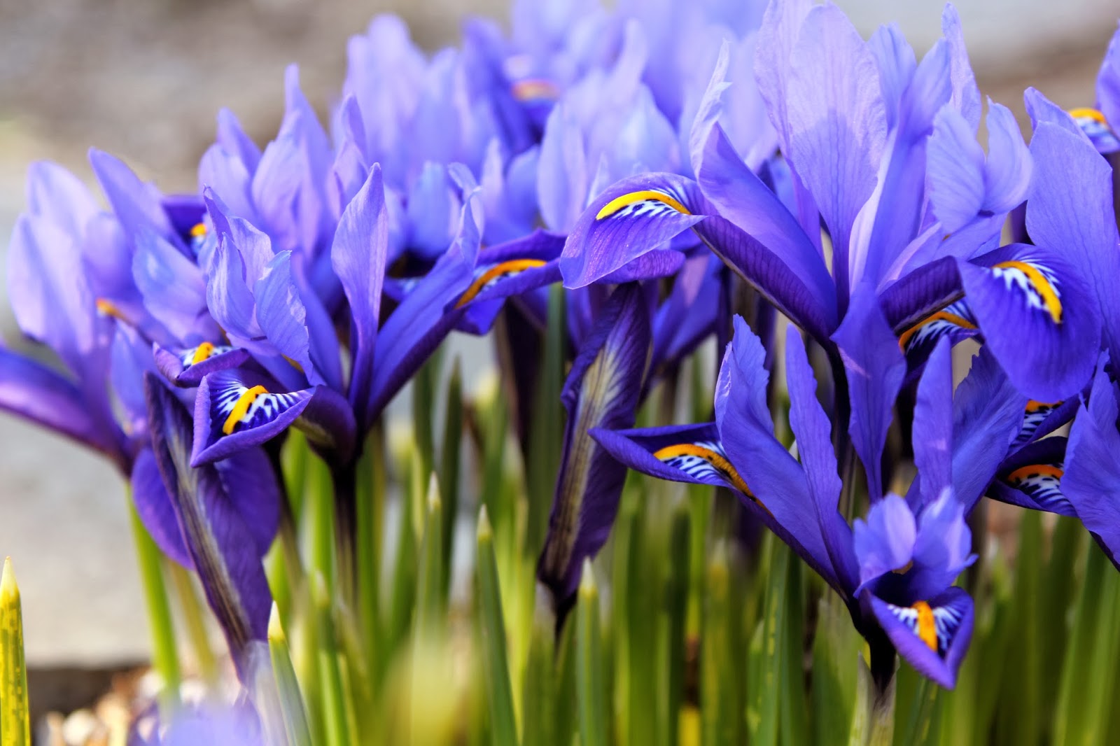IRIS RETICULATA The Garden of Eaden