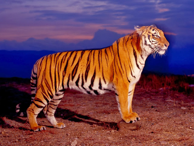 Tiger Wallpapers Free Download