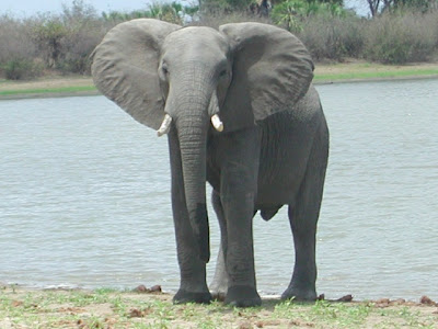 Elefante mata e fere na cidade de Montepuez