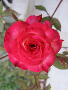 rosa miniatura (rosa )