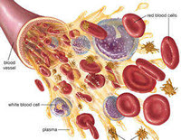 Immune Thrombocytopenic Purpura In Children Treatment