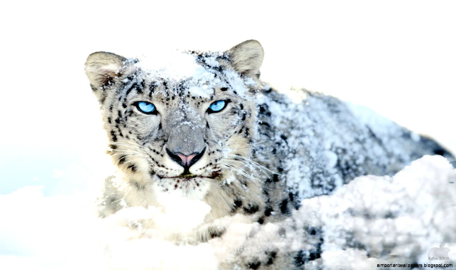 Snow Leopard Wallpaper Collection 40 Snow Leopard Wallpaper Collection 40