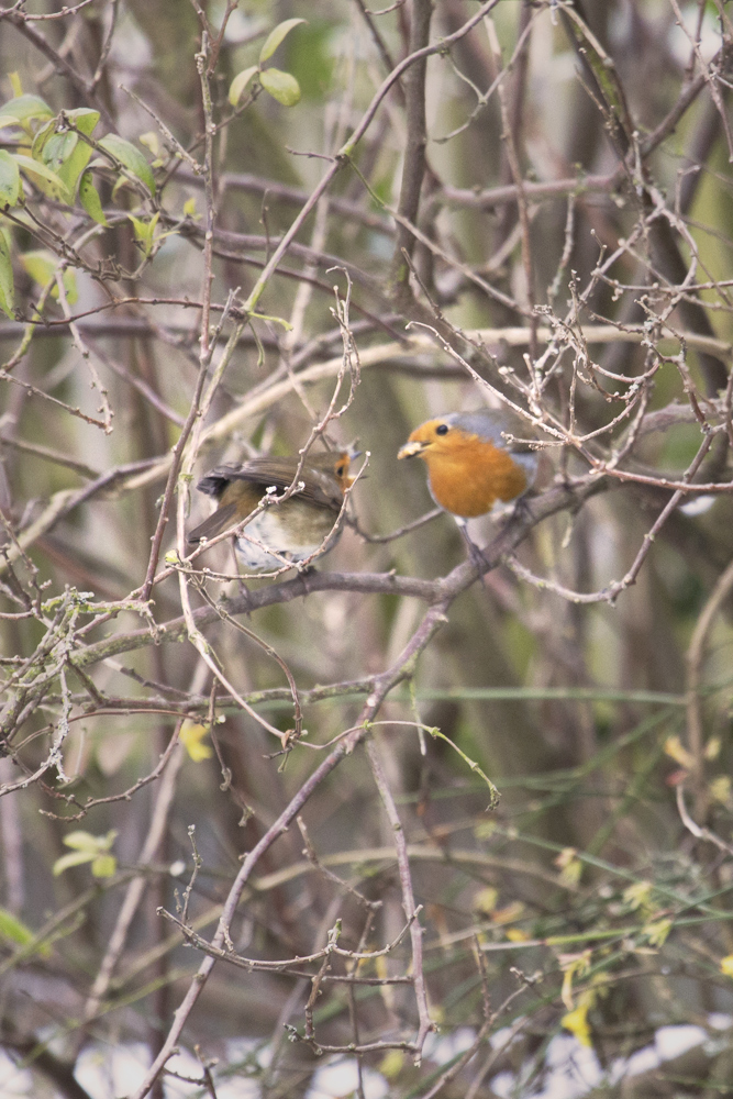Nommieworld the pair of robins in the garden