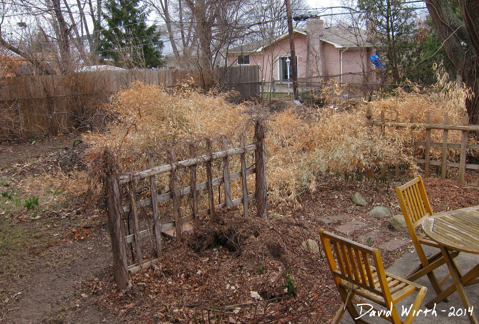 Bamboo After Cold Winter