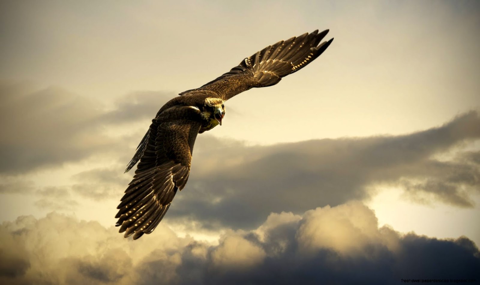 Hawk Flying Hawk Flying