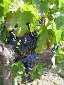 Vineyard near Bergerac