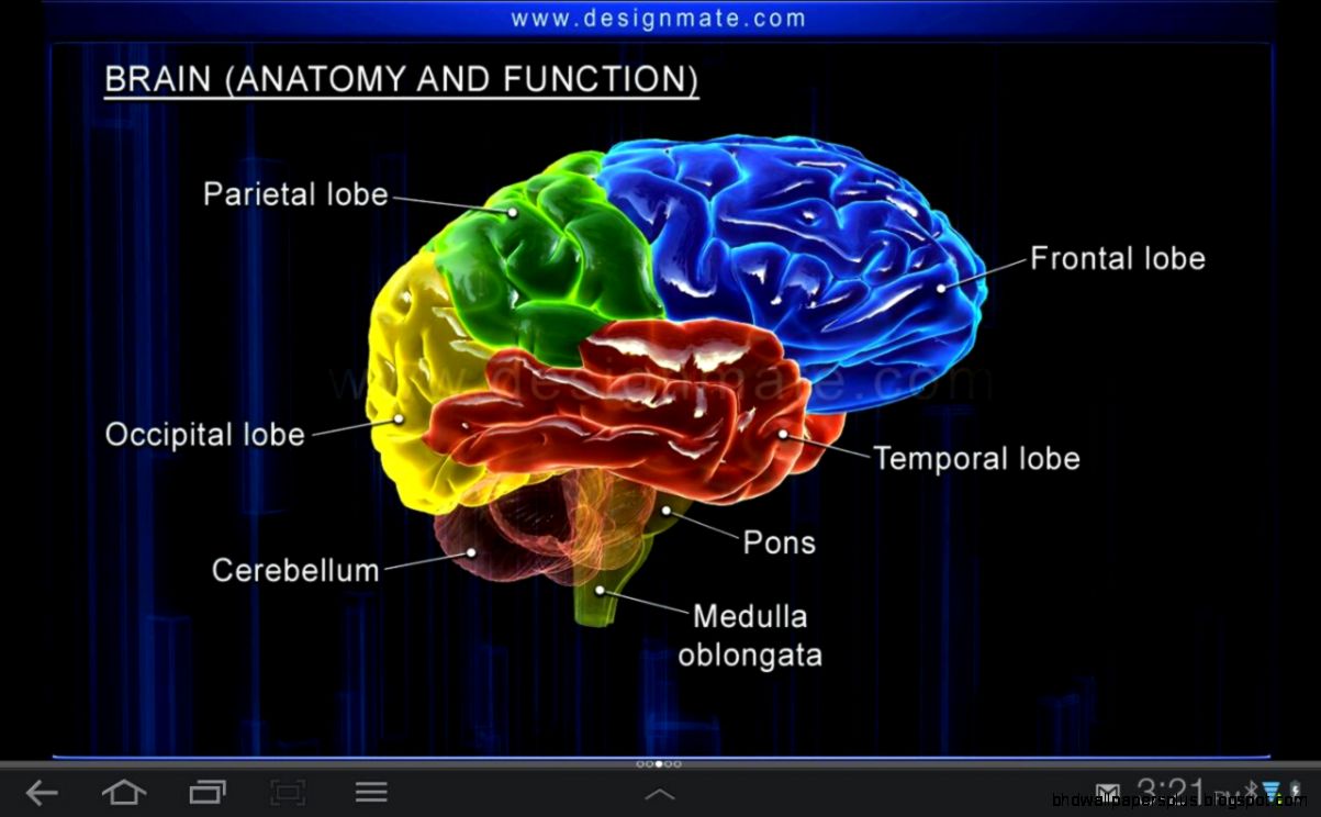 Top Quiz Biopsychology Quizzes Top Quiz Biopsychology Quizzes