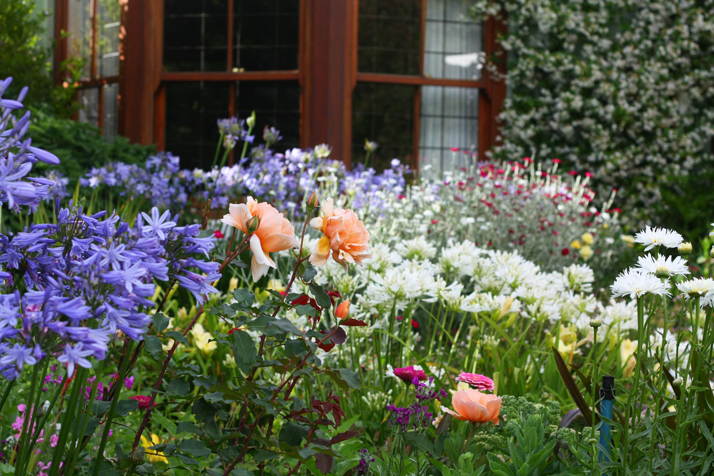 66 Square Feet Plus Open Gardens Weekend Cape Town Open Gardens Weekend Cape Town