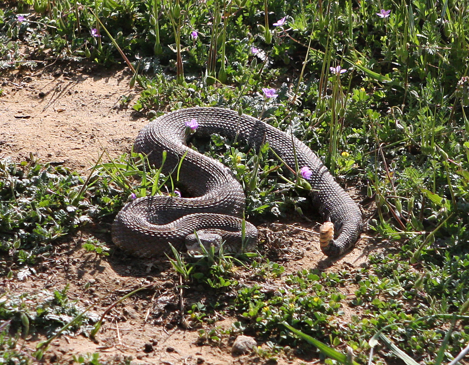 a rattlesnake