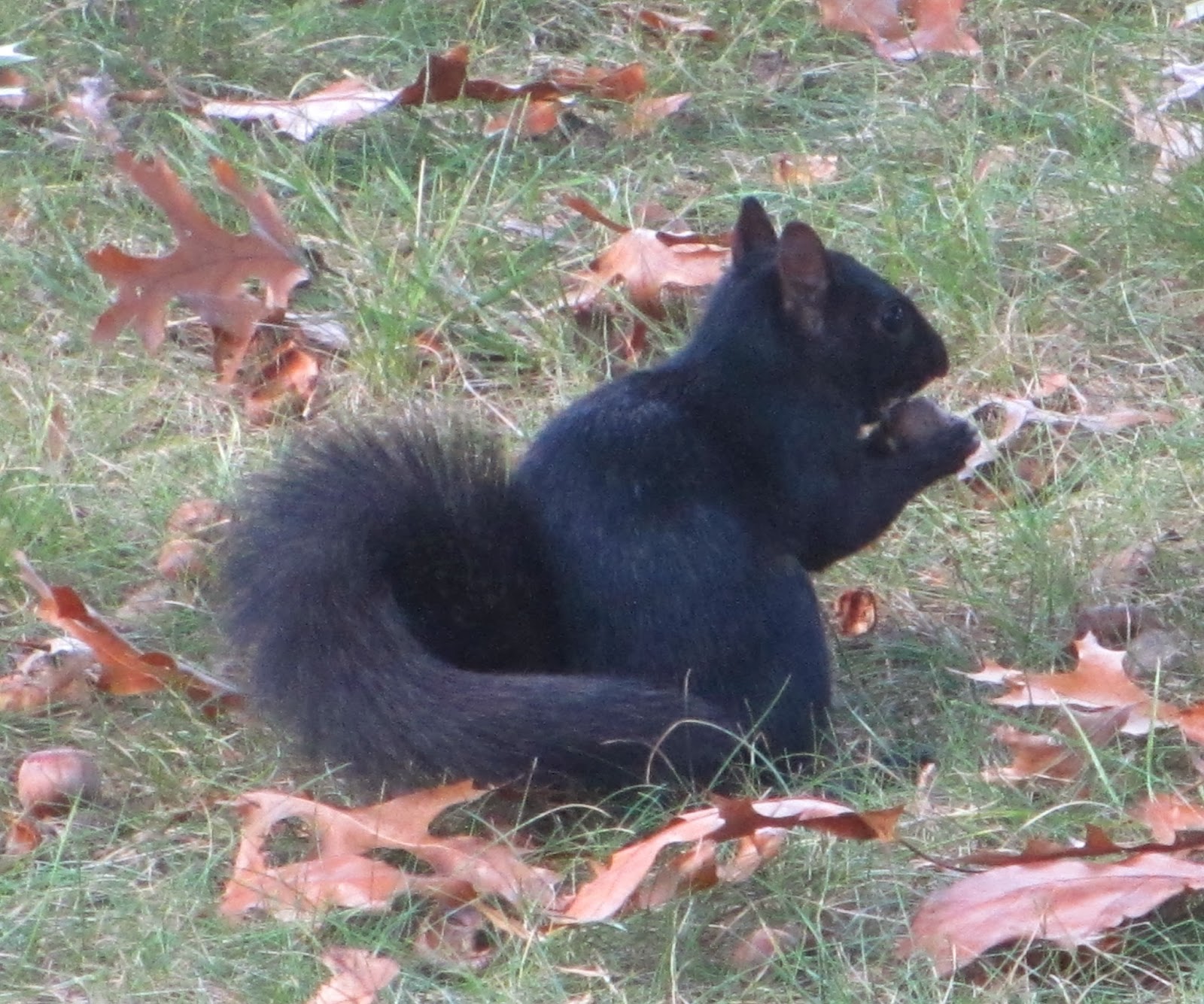 Cannundrums Black Squirrel