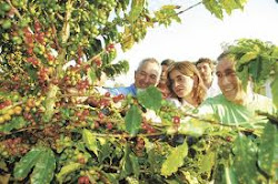 Plantación de Café Zona Cafetera