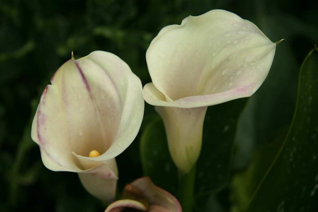 Gallery of Callas Lilies by Color Yellow Calla Lilies