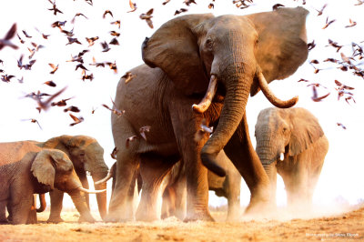 Zaman Kebangkitan Islam Tafsir Surah Al Fil Gajah