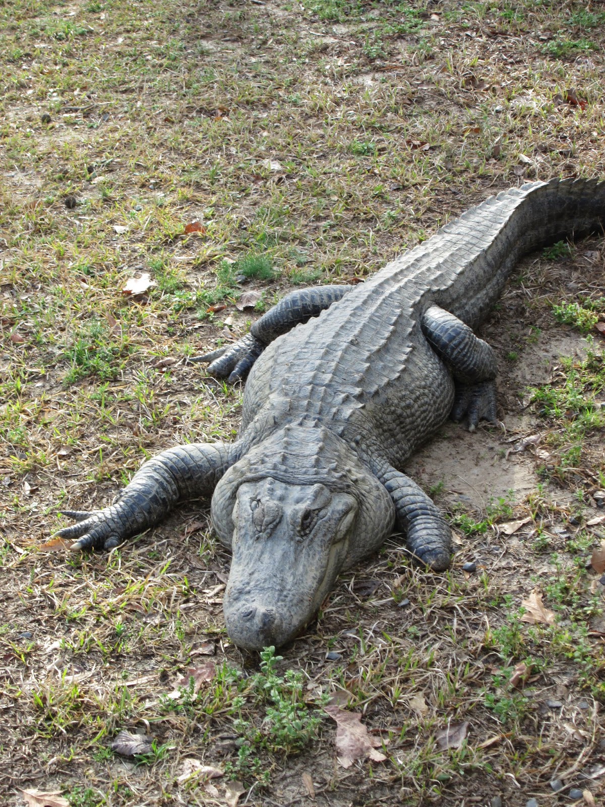 CAJUN CRAWL with us as we experience the food, music