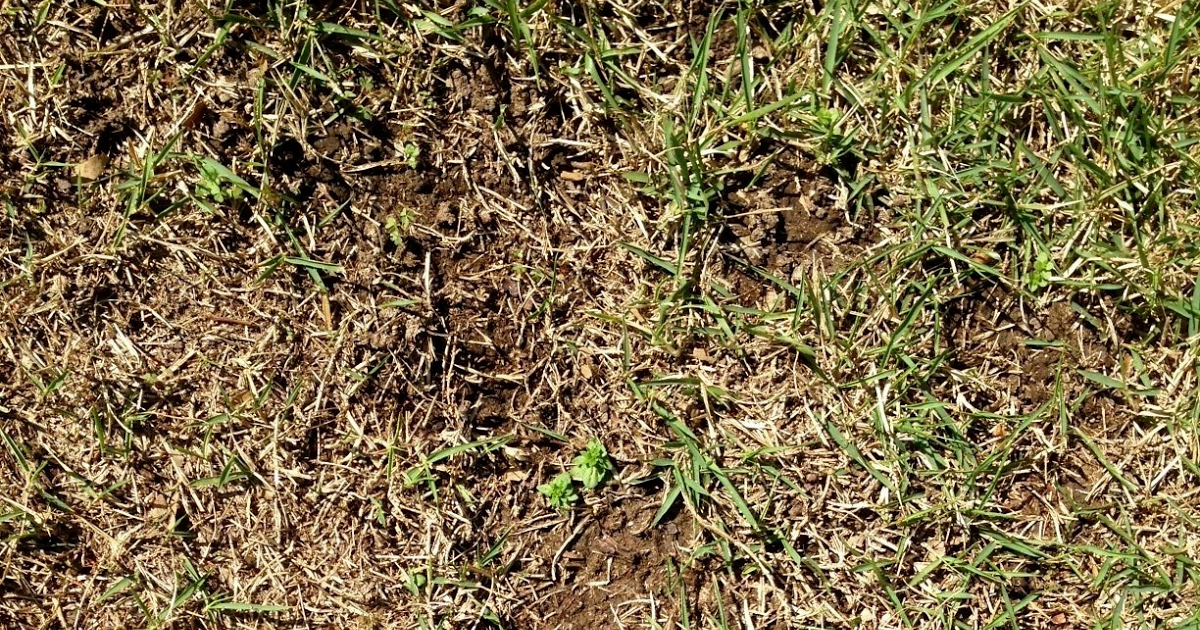 University of Illinois Plant Clinic Growing Zoysia (warm