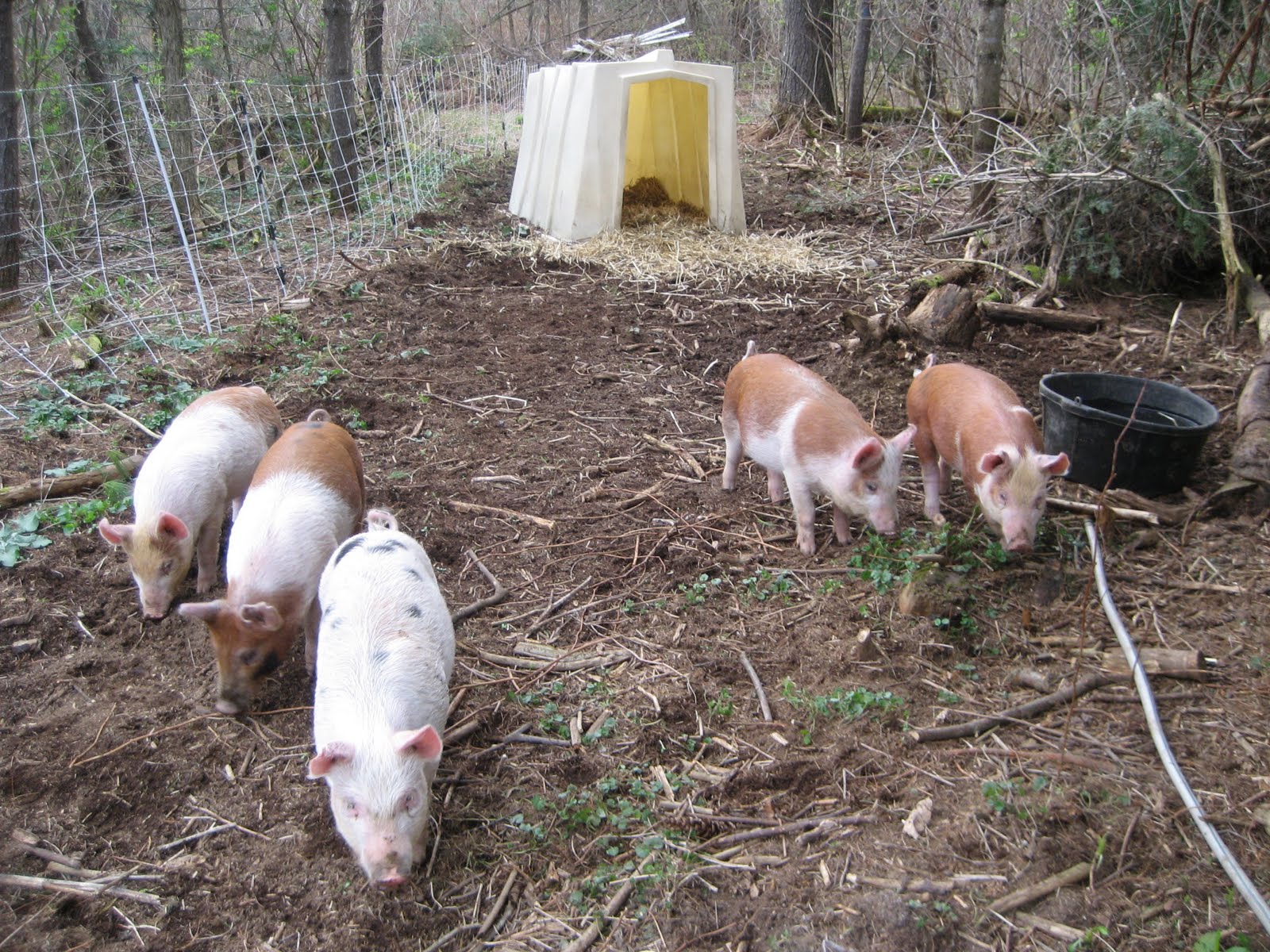 Old Home Crawford Farm Pigs in the Woods