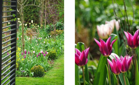 Tusind af tulipaner i forskellige toner og former. Tulip Maytime