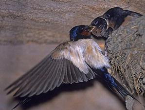 Gambar Burung Walet
