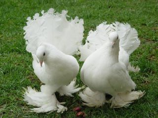 Burung Merpati Termasuk Jenis Yang Mudah Dirawat Dan Untuk Burung Merpati Termasuk Jenis Yang Mudah Dirawat Dan Untuk