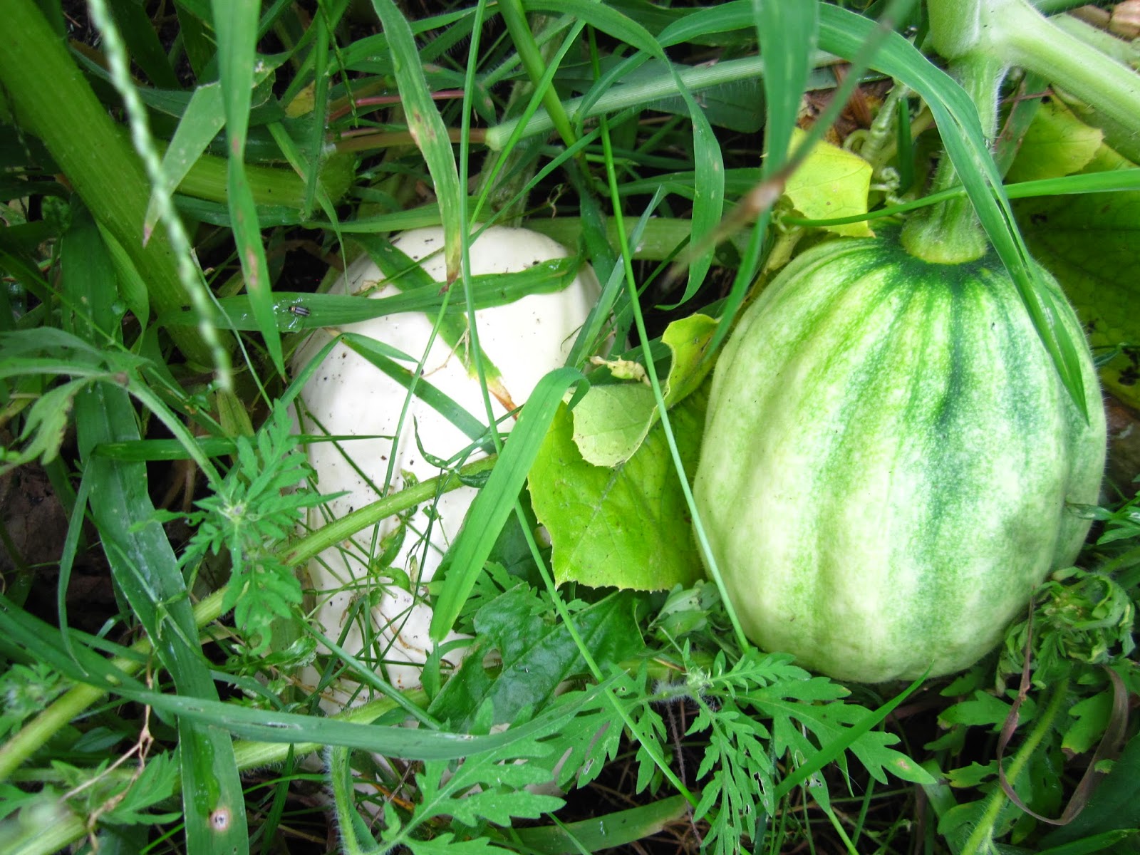 Cold Hands Warm Earth Failures in the Squash/Melon Dept