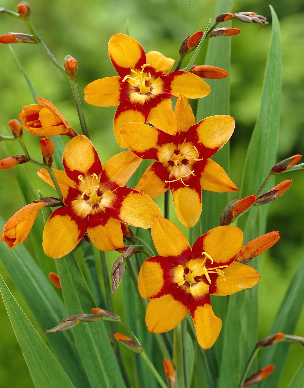 Firecracking Crocosmia