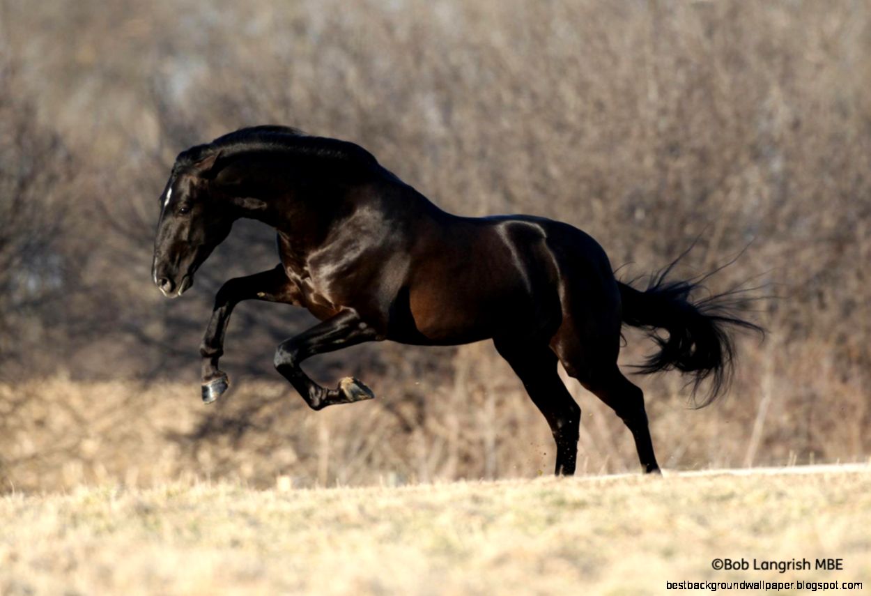 Camelio ANG II PRE Andalusian Stallion on Pinterest Spanish Camelio ANG II PRE Andalusian Stallion on Pinterest Spanish