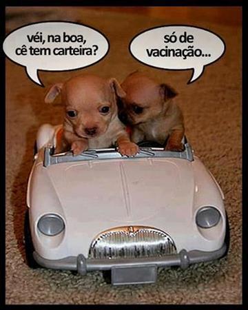 fotos-+com-+frases-+engra%C3%A7adas-fotos+(19).jpg