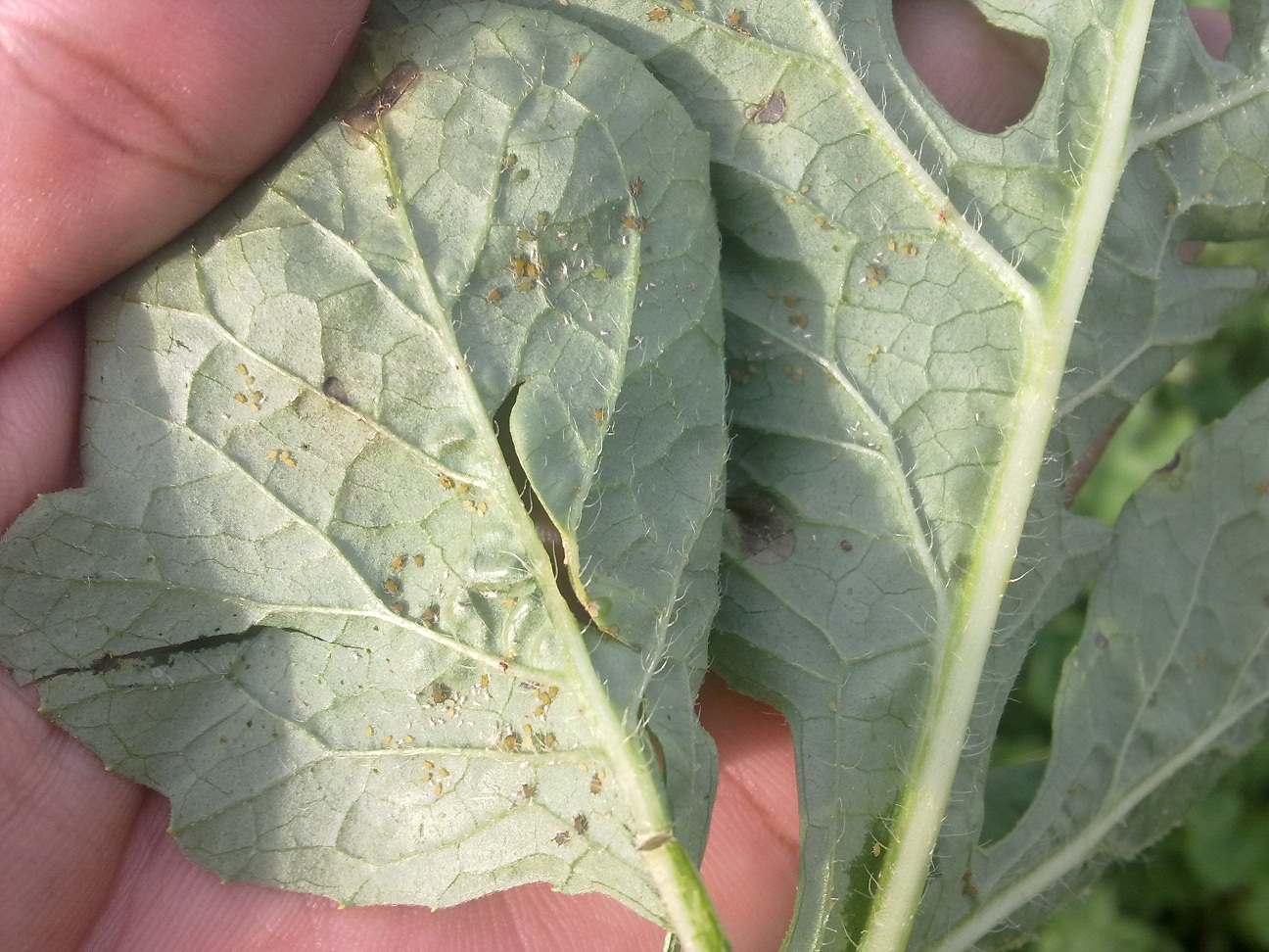 Gambar kutu kuning semangka