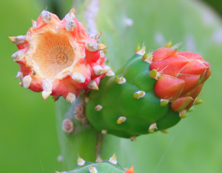 cactus flower