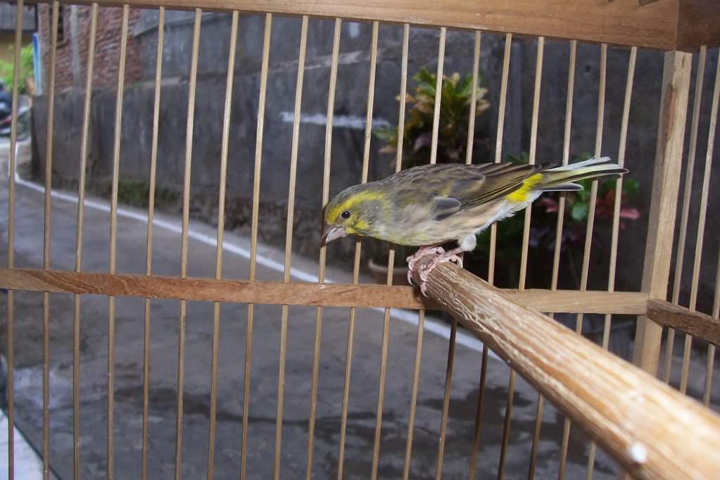 Suara Burung Kacer Gacor