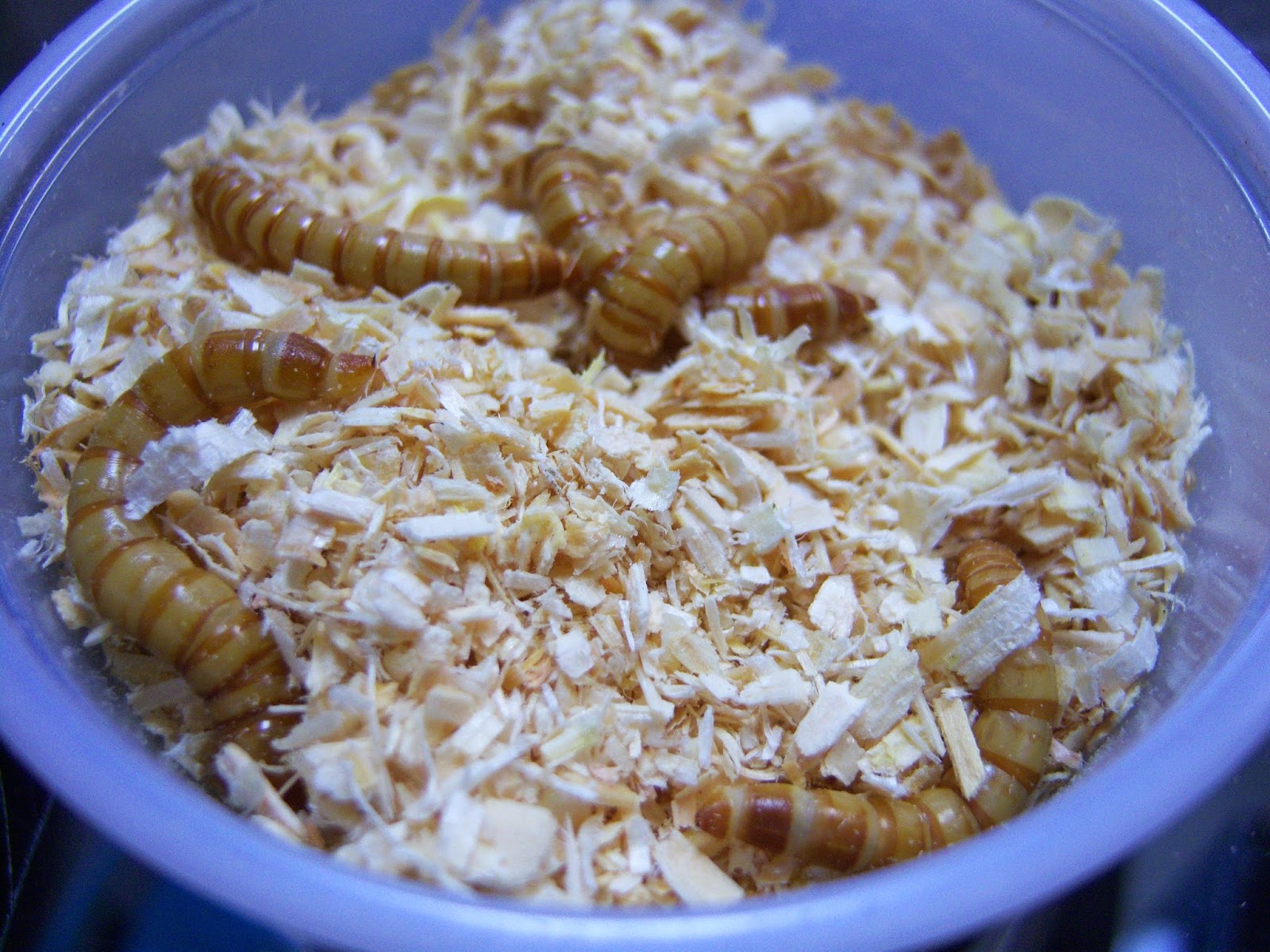 Wax Worms & Meal Worms Chasing Tails Bait & Tackle