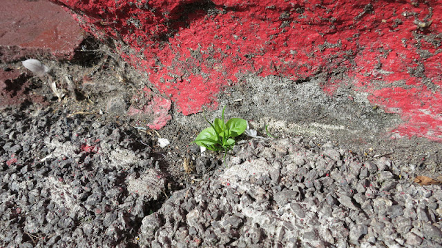 New blades of grass and a tiny plant emerging from a crack by a red painted wall.