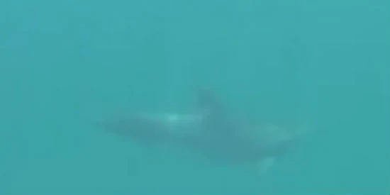 Δροσιά: Δελφίνι κολυμπά δίπλα σε λουόμενους στη παραλία Αλυκές! (ΒΙΝΤΕΟ)