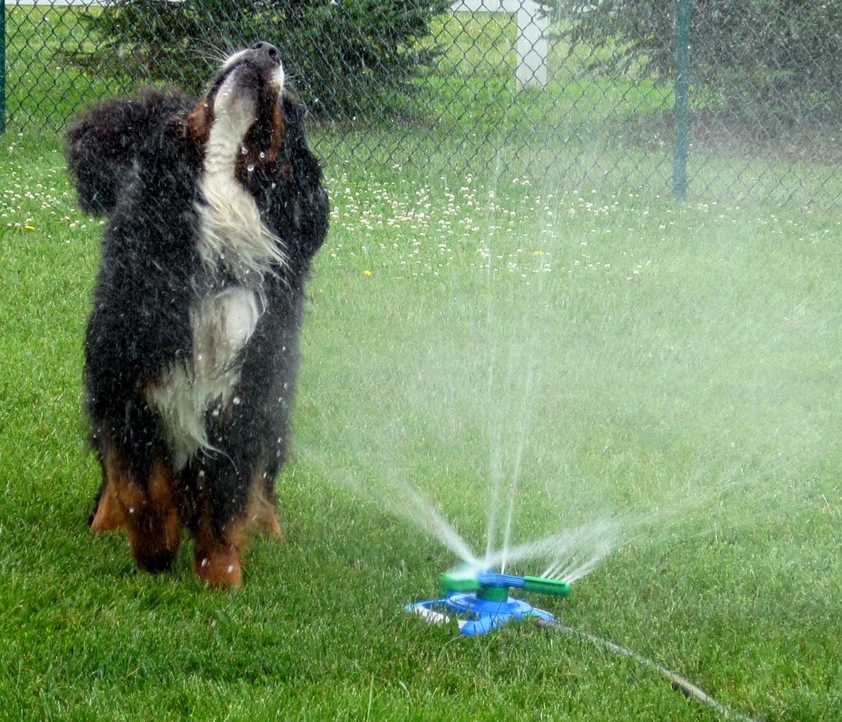 Kaibab Bernese Mountain Dogs Keeping Cool!