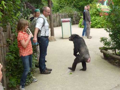 Chimp%2Bat%2BHannover%2Bzoo.jpg