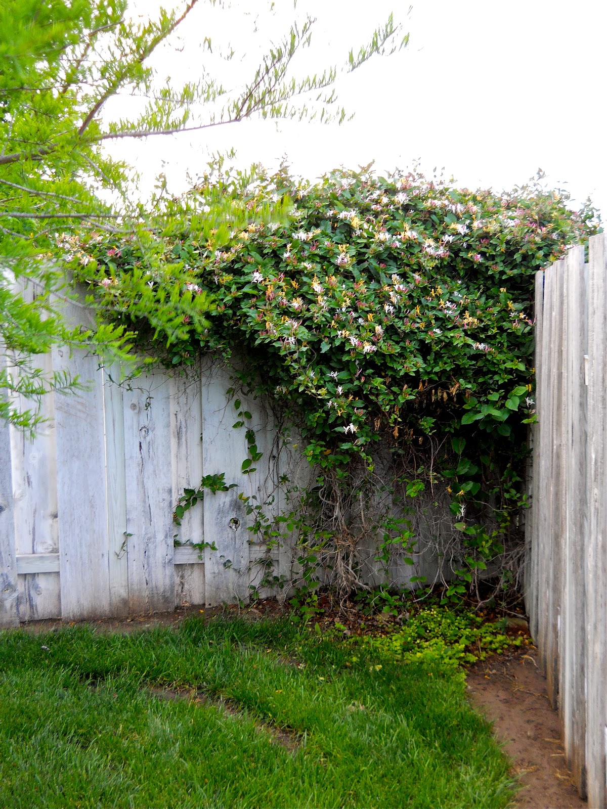A Kansas Prairie Garden Honeysuckle