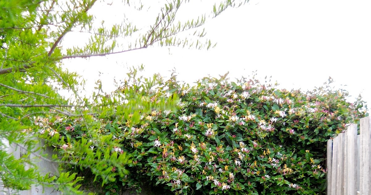 A Kansas Prairie Garden Honeysuckle