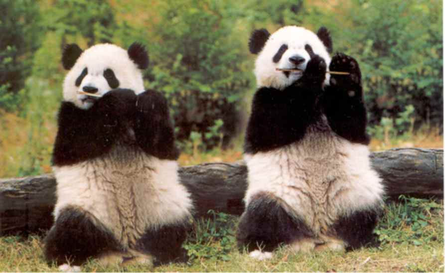 Kids Life: happy pandas