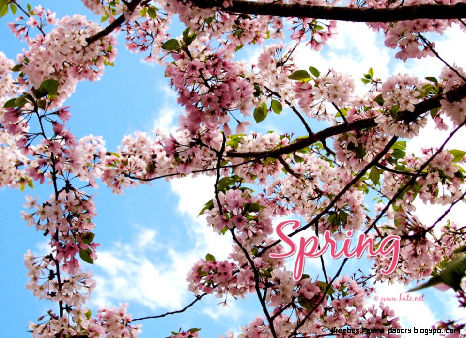 Free Spring Wallpapers by Free Spring Wallpapers by