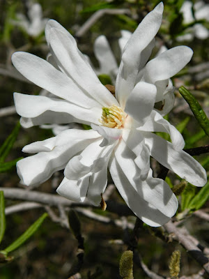 Star Magnolia stellata by garden muses-not another Toronto gardening blog