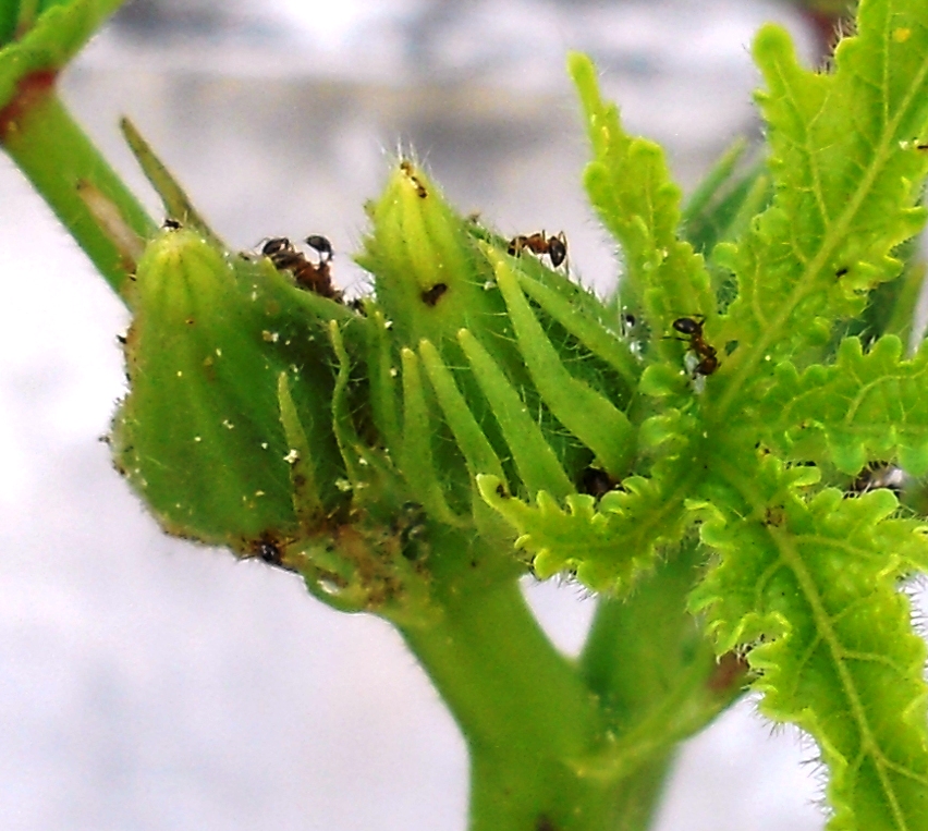 Red Ripe Tomatoes Creepy Crawlies Friends and Foes of the Gardener