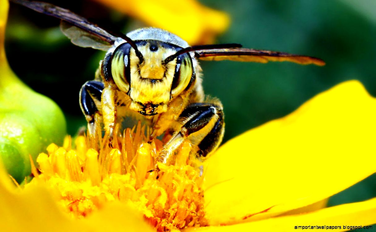 Macro Bee id 88445 – BUZZERG Macro Bee id 88445 – BUZZERG