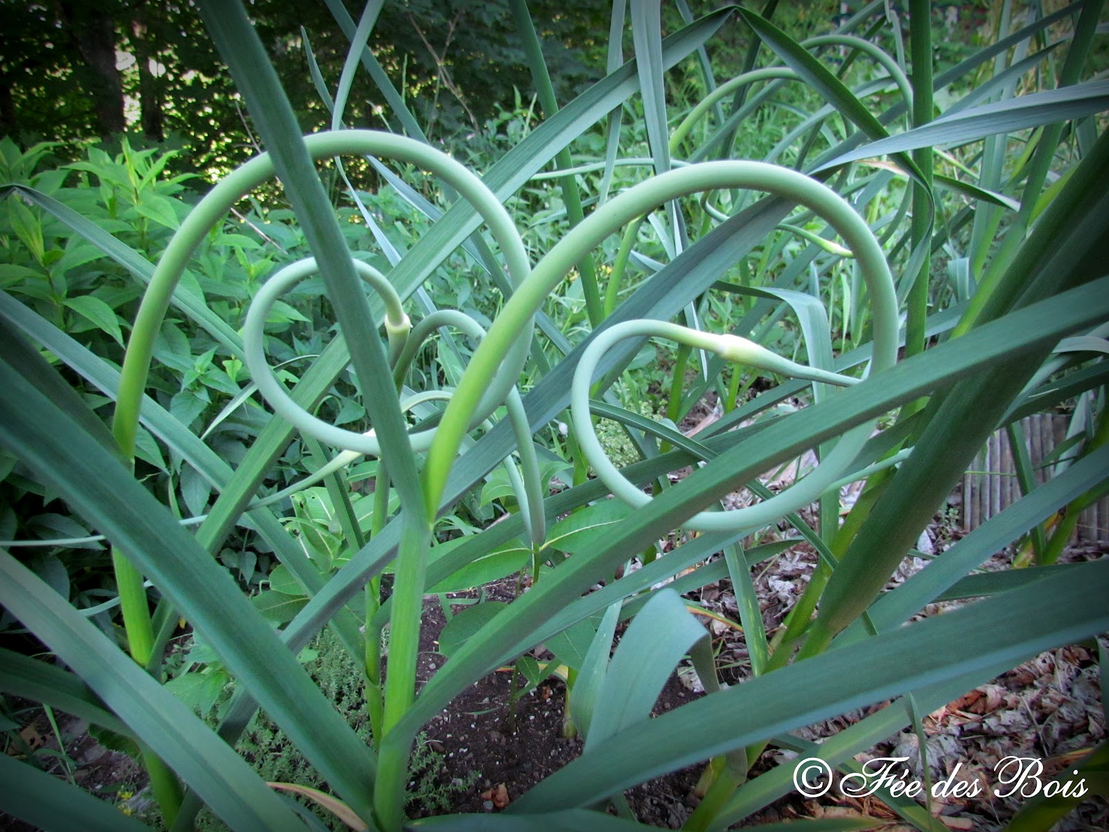 LA FÉE DES BOIS Récolte de fleurs d
