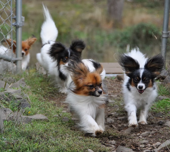 Road S End Papillons Natural Flea Treatments For Your Papillon