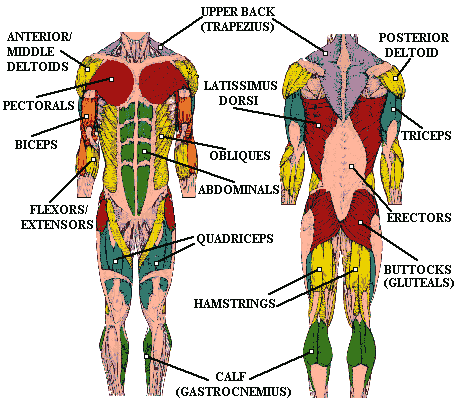 Insan Anatomisi