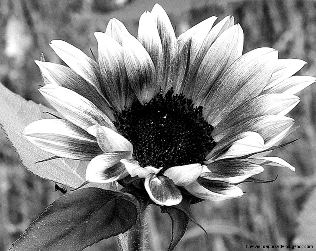 Sunflower Sunflowers and Ant Sunflower Art Black by LWilsonArt Sunflower Sunflowers and Ant Sunflower Art Black by LWilsonArt