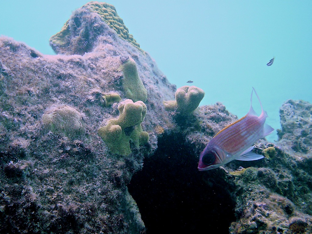 Derek Brad Photography Bahamas Underwater