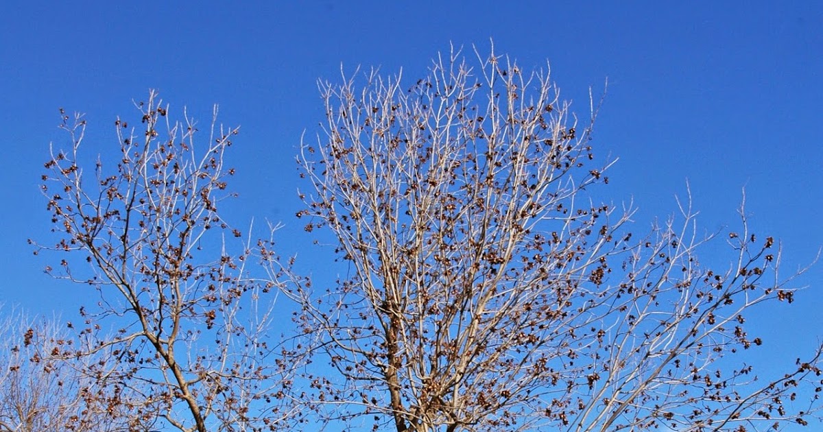 Northern Pecans Mohawk A precautionary tale