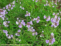 Erysimum scoparium