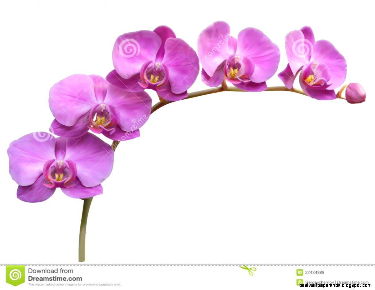 Orchid Flower Background Royalty Free Stock Images Image 22484889 Orchid Flower Background Royalty Free Stock Images Image 22484889